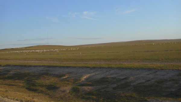 כבשים במונגוליה הפנימית