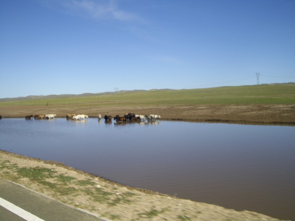 פרות במונגוליה הפנימית